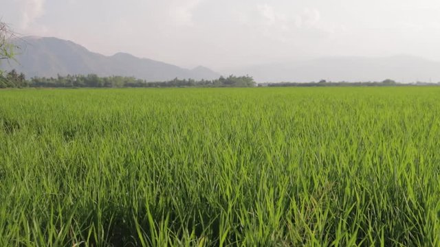 flying camera takes pictures of vietnam fields