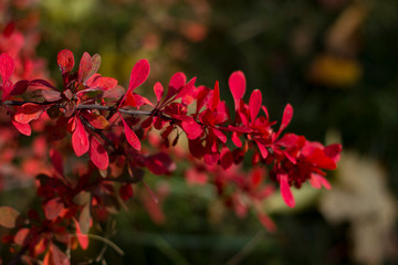 Autumn Branches close-up with small red yellow leaves and lit by Sunlight