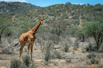 Wildlife portrait of a reticulated giraffe on safari in Samburu/Kenya/Africa with blurry green background. Travel and animal concept.