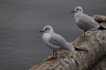 Möven am Bodensee