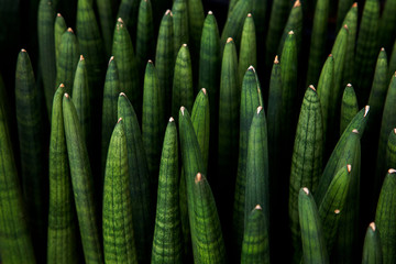 Tropical Sansevieria stuckyi tree(Elephant Tusks) texture in garden,abstract nature green background.