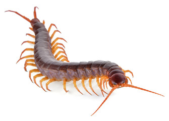 centipede isolated on white background