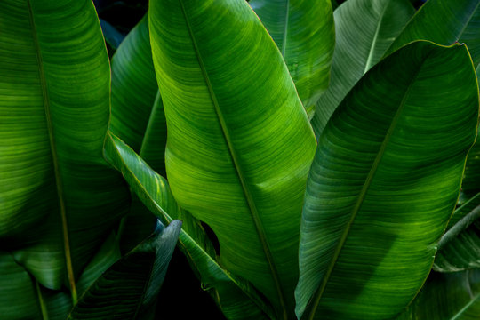 Strelitzia retinae foliage, Bird of paradise foliage (Heliconia leaf)Tropical leaf texture in garden,abstract nature green background.