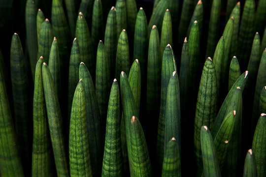 Tropical Sansevieria stuckyi tree(Elephant Tusks) texture in garden,abstract nature green background.