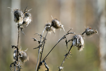 dry burdock in autumn day on forest background