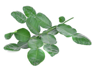 Bergamot leaves on a white background