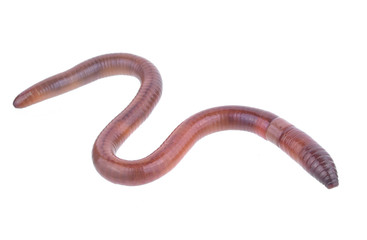 Earth worm isolated on white background