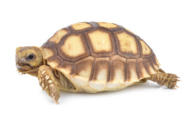 Obraz premium turtle on white background