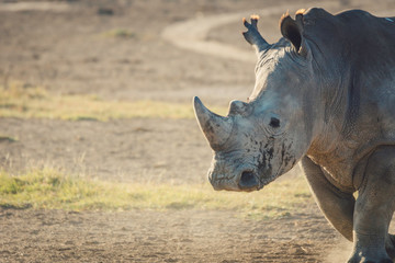 Obraz premium Closeup wildlife/animal portrait of a white rhino in Lake naivasha during kenya safari in Africa. Wilderness and outdoor concept.