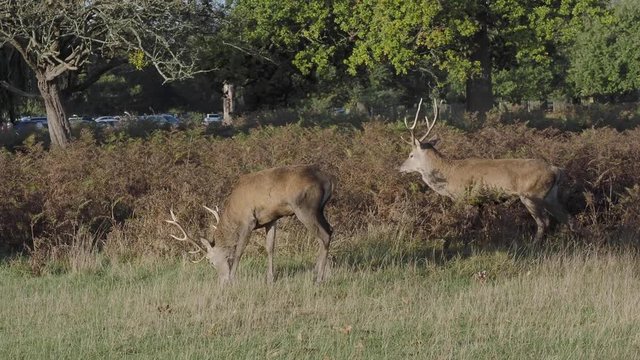 Red Deers Stag
