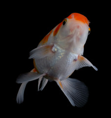 Goldfish isolated  background