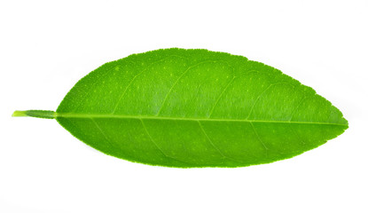 Lemon leaves isolated on white