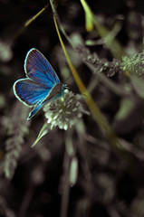 blue butterfly on a flower