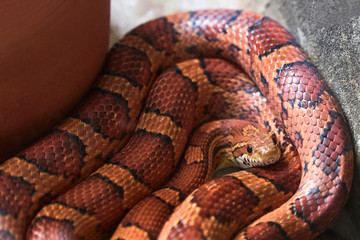 A red snake rolled up on itself