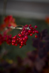 Autumn Twigs Close-up with Small Red Berries and Sunlighted