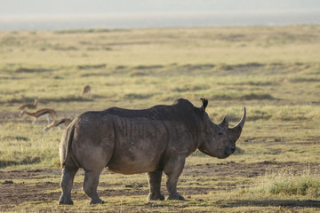 Fototapeta premium Closeup wildlife/animal portrait of a white rhino in Lake naivasha during kenya safari in Africa. Wilderness and outdoor concept.