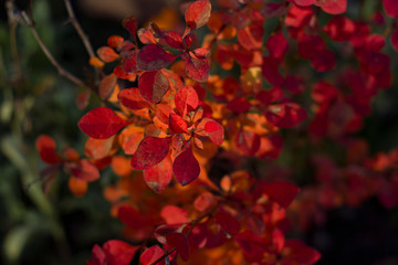 Autumn Branches close-up with small red leaves and lit by Sunlight