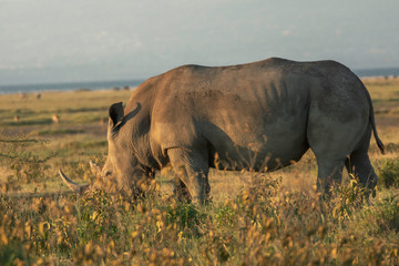 Fototapeta premium Closeup wildlife/animal portrait of a white rhino in Lake naivasha during kenya safari in Africa. Wilderness and outdoor concept.