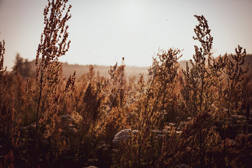 A spider on a web in a meadow of golden light