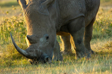 Closeup wildlife/animal portrait of a white rhino in Lake naivasha during kenya safari in Africa....