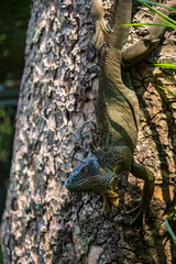Vertical image of green iguana on the tree