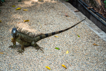 Green Iguana
