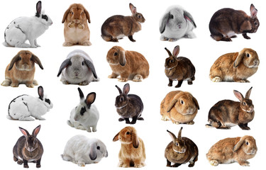 Fototapeta premium Adorable rabbit isolated on a white background