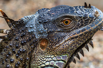 Close up image of the head of green iguana