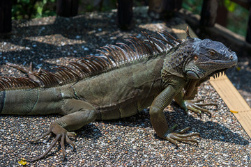 Green Iguana