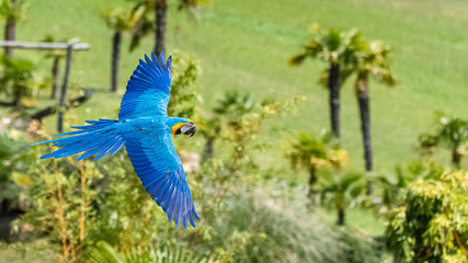 Blue and yellow macaw, Ara ararauna, beautiful parrot flying