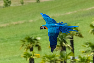 Blue and yellow macaw, Ara ararauna, beautiful parrot flying