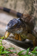 Close up image of the head of green iguana