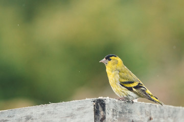Yellow finch sitting on a bird feeder with green blurry background.