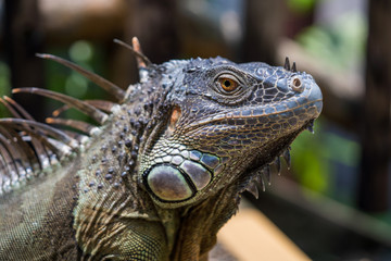 Close up image of the head of green iguana