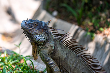 Close up image of the head of green iguana
