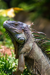 Close up image of the head of green iguana