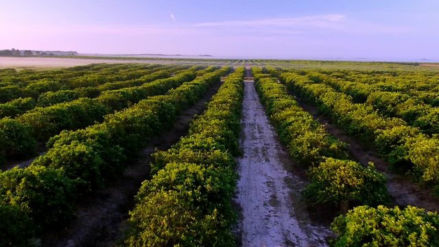 Flying low between rows of green crops on a ranch in Southern Florida