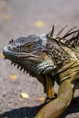Close up image of the head of green iguana