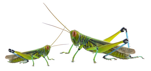 Grasshopper of white background
