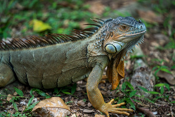 Close up image of the head of green iguana