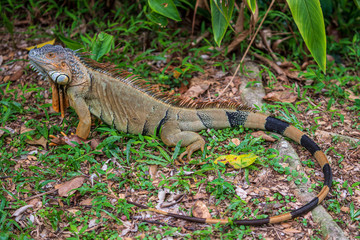 Green Iguana