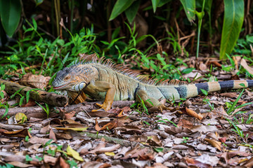 Green Iguana