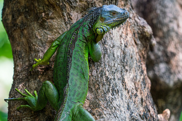 Young green iguana on the tree