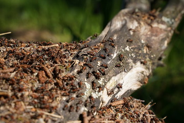 anthill in forest