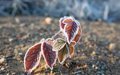 Frost on Leaves