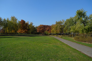 Fototapeta na wymiar Green grass in the Park. Nature in autumn