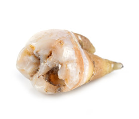  caries  isolated on white background