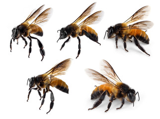 Bee isolated on white background