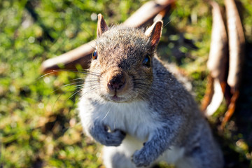 Squirrel portrait