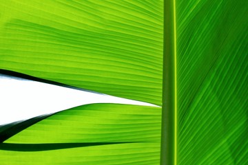 In selective focus vein pattern of a tropical banana palm leaf with warm light and shadow for dark background texture 